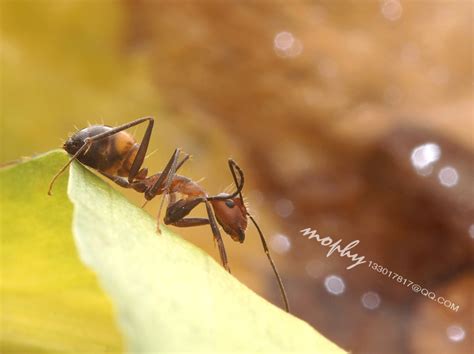 【蚂蚁摄影图片】生态摄影_太平洋电脑网摄影部落