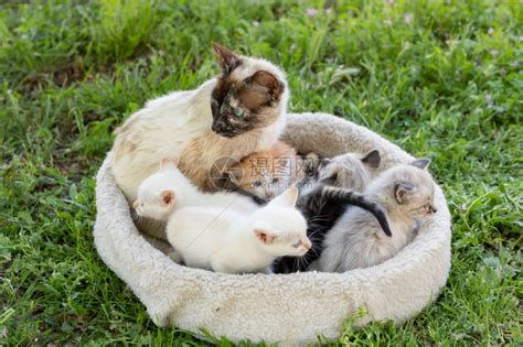 可爱的猫与小孩在家里高清摄影大图-千库网