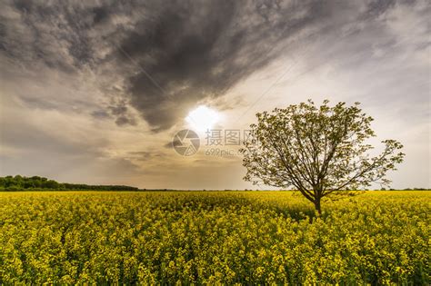 偏远农村地区卡诺拉田地孤独的树和高清图片下载-正版图片507273563-摄图网