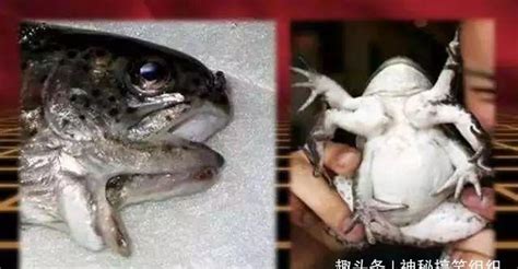 日本福岛核辐射8年后看看变异的那些动植物青蛙长出了8条腿|福岛|核辐射|变异_新浪新闻