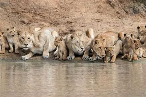 非洲狮子为什么濒临灭绝？(大象天敌是什么？)_动植园