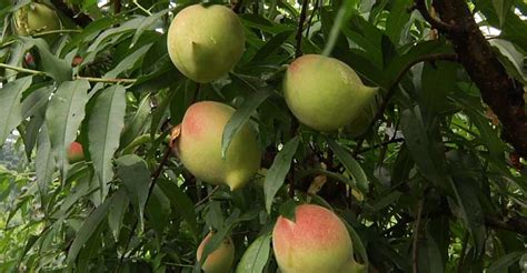 连平鹰嘴水蜜桃多少钱一斤？哪里可以买到正宗鹰嘴桃？