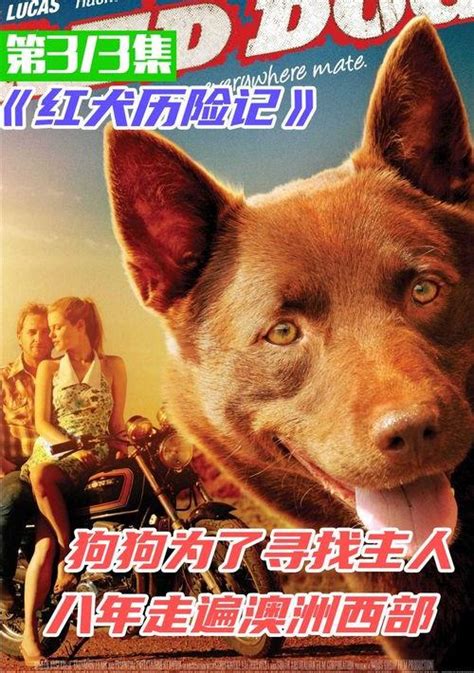 关于狗狗的电影有哪些（16部狗狗的经典感人电影） - 胖萌舍宠物网