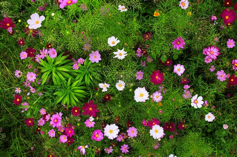 春天的植物 摄影壁纸_植物_太平洋科技