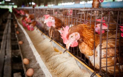 新鲜蛋鸡室内养鸡场生成健康母鸡高清摄影大图-千库网