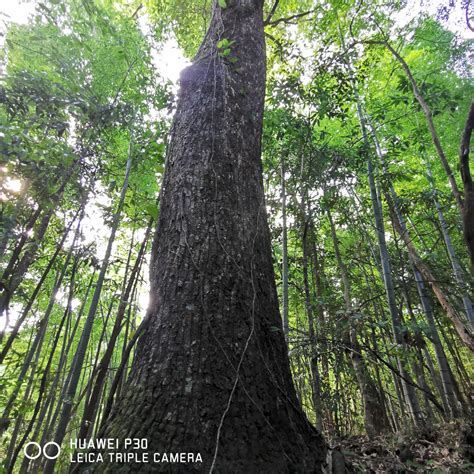 麻栎：官山国家级自然保护区 - 中国自然保护区生物标本资源共享平台