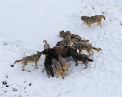 黄石公园狼群捕猎凶猛雌性野牛：无情追击猎杀--环保--人民网