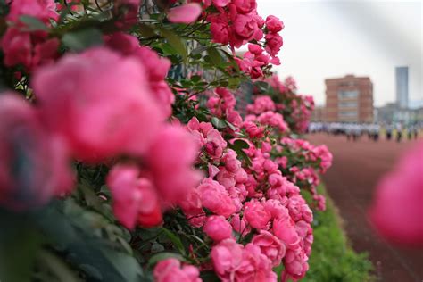 粉团蔷薇的繁殖方式 - 花百科