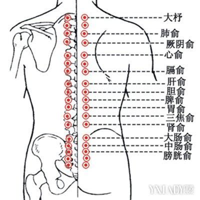 人体背部经络图图片