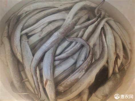 [白鳗批发]白鳗 鳗鱼 鳗筒 干度7分以上价格15元/斤 - 惠农网