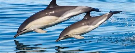 海豚是国家几级保护 - 业百科
