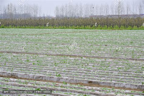 厂家直销农用白地膜白色透明保温地膜保湿地膜蔬菜地膜4公斤/卷-阿里巴巴