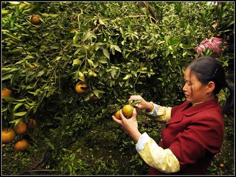 在柑橘果园采摘柑橘的情侣高清图片下载-正版图片502068610-摄图网