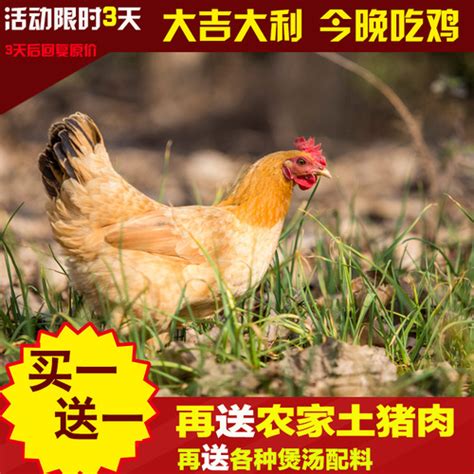 滨海草鸡_盐城特产滨海草鸡专题-淘金地农业网