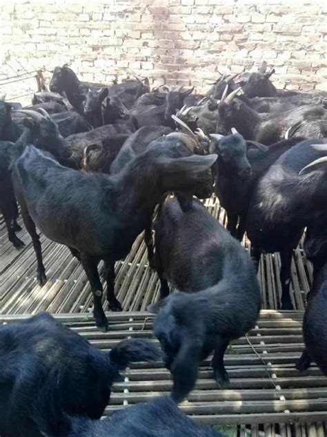 黑山羊种羊价格多少钱一斤？黑山羊的养殖技术介绍 - 惠农网