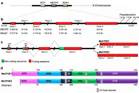 生物医药靶点赛道：p53 p53 的生理作用 由“抑癌基因” TP53 转录出的 p53 蛋白是人类生理健康的“守护者”，其任务是根据致癌基因 ...