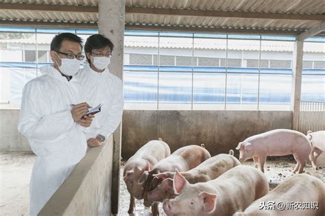 《首席专家谈农技》直播第十一期：生猪专场 知“猪”常乐！-广东省农业农村厅网站
