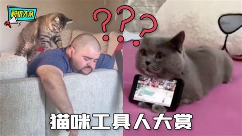 猫咪工具人大赏，养猫千日，用猫一时_综艺_高清完整版视频在线观看_腾讯视频