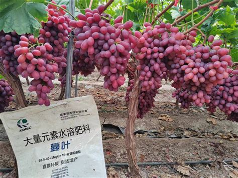 葡萄种植用什么肥料好？