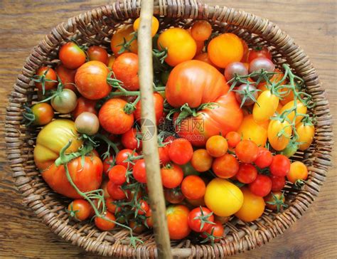 彩色小番茄1000g/盒红黄新鲜圣女果双色小西红柿樱桃番茄沙拉食材_虎窝淘