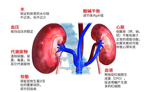 肾脏的功能_肾脏的功能和作用_微信公众号文章