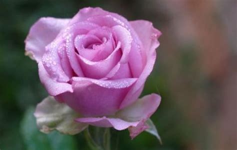 “我爱着你 种一片玫瑰送你”_腾讯视频