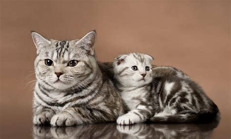 刚出生小猫怎样辨别猫咪的公母？_养猫知识__宠物猫网