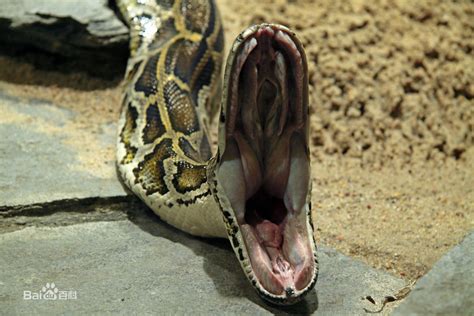 美女养巨蟒当宠物，出门忘记喂食，回家竟然发现蛇肚子撑大！