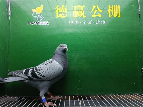 中国信鸽公棚鸽王排名赛考察团走进宁夏黄河赛鸽公棚