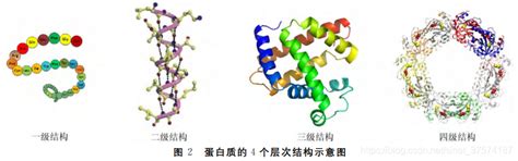蛋白质的结构组织层次 - 知乎