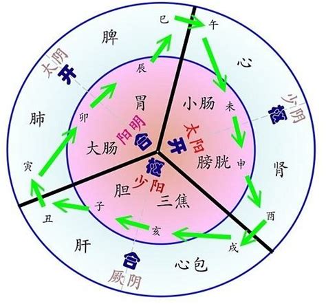 12经络图图片