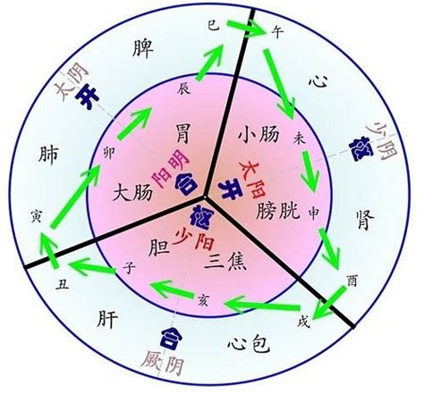 十二经络位置大图,脉循行图,脉循行图及位置(第7页)_大山谷图库