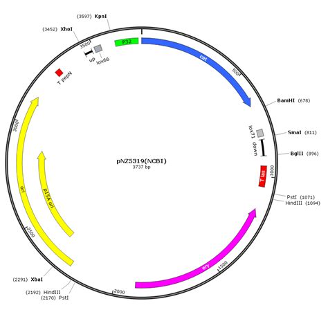 pNZ5319 植物乳杆菌基因敲除载体 Mutagenesis vector 质粒 载体_CRISPR基因编辑_菌株-质粒载体-ATCC ...