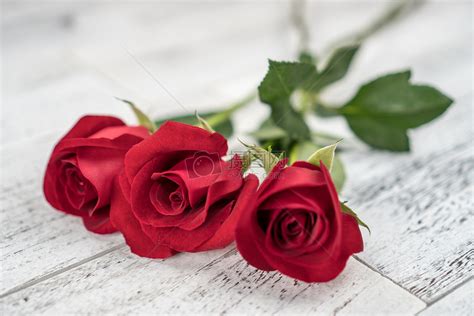 红玫瑰花语大全 红玫瑰的美丽传说_齐家网