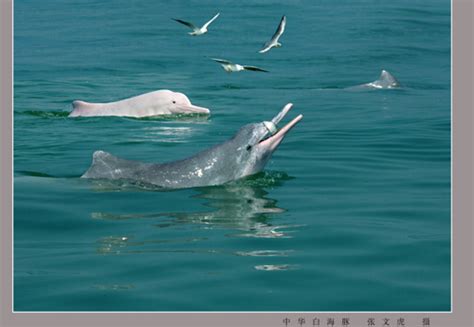 科学网—去三娘湾看中华白海豚 - 姚卫建的博文