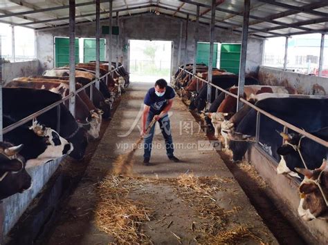 新疆阿瓦提：畜牧养殖促农增收-人民图片网
