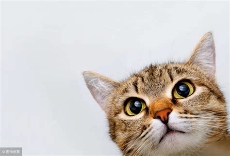 让猫咪讨厌你的8种行为|养猫禁忌行为_什么值得买