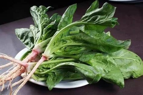 菠菜膳食纤维 菠菜提取物 陕西西安 兰州沃特莱斯-食品商务网