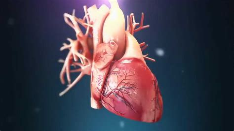 心脏解剖三维视频