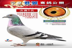 宁夏万喜赛鸽公棚图片查看-中国信鸽信息网各地公棚