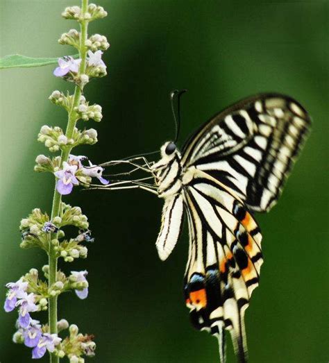 全世界上最漂亮最美丽的一种蝴蝶:海伦娜闪蝶(我国仅3只)-小狼观天下