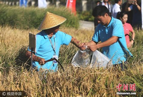 袁隆平团队在内蒙试种1000亩海水稻