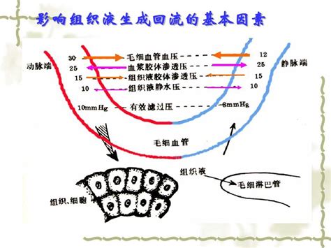 动物肺动脉高压模型构建方法--南京英瀚斯生物科技有限公司