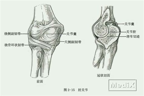 肘关节解剖图图片