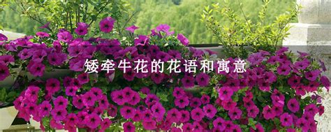 洋牡丹的花语是什么?洋牡丹的寓意和象征-花卉百科-中国花木网