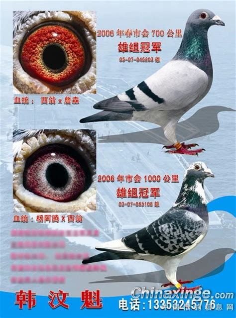 实战紫罗兰经典千公里获奖鸽欣赏-中国信鸽信息网相册