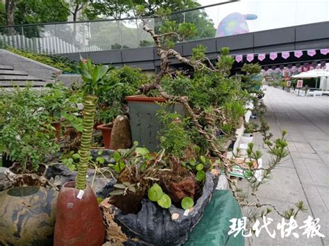 遂宁哪里有卖盆景,遂宁市花卉市场在那里…（植物、盆景） - 搜客CMS