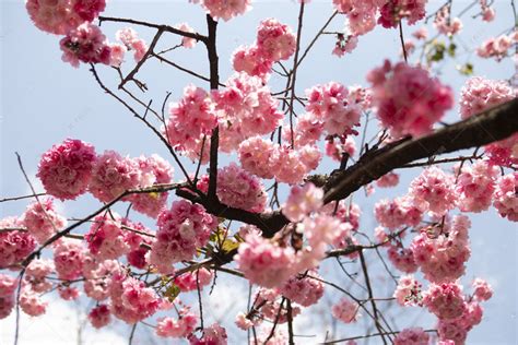 春天桃花繁花盛开自然风景摄影图高清摄影大图-千库网