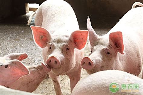 预计2021年猪价向下走，2021年养猪还赚钱吗？ - 惠农网