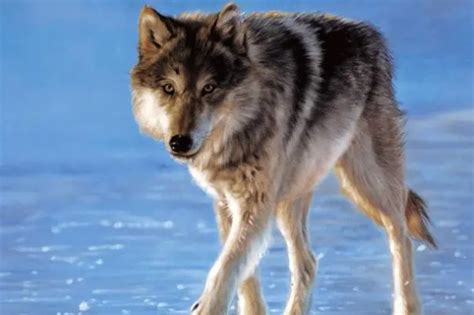 关于狼的12个事实，这些冷知识你绝对不知道，看完一阵心寒__财经头条